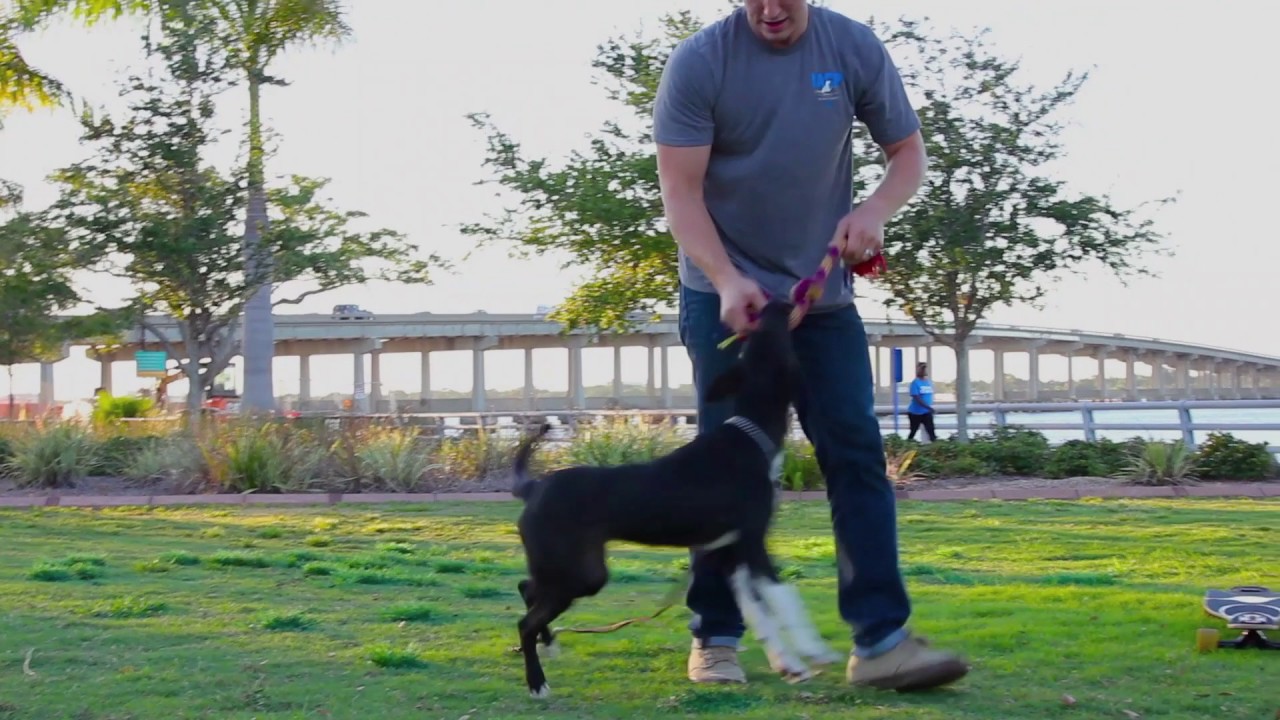 Mastering Dog Training in Bradenton, FL Your Comprehensive Guide